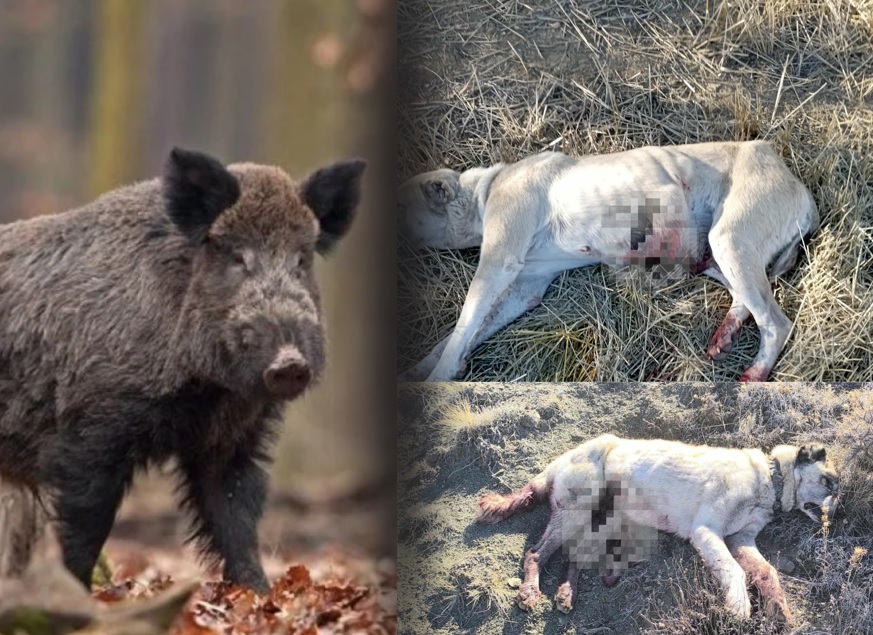 DOMUZLAR KÖPEKLERE SALDIRDI: 1 ÖLÜ 1 YARALI