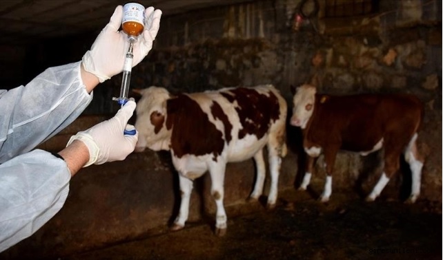 ŞAP HASTALIĞINA KARŞI KORUYUCU AŞILAMA